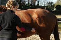 consultation cheval