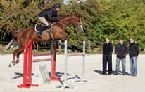 chevaux sport