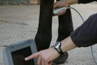 echo cheval